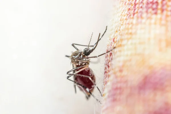 Macro do mosquito (Aedes aegypti) sugando sangue — Fotografia de Stock