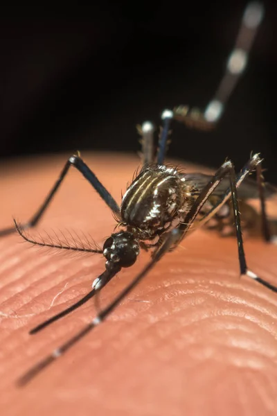 Macro do mosquito (Aedes aegypti) sugando sangue — Fotografia de Stock