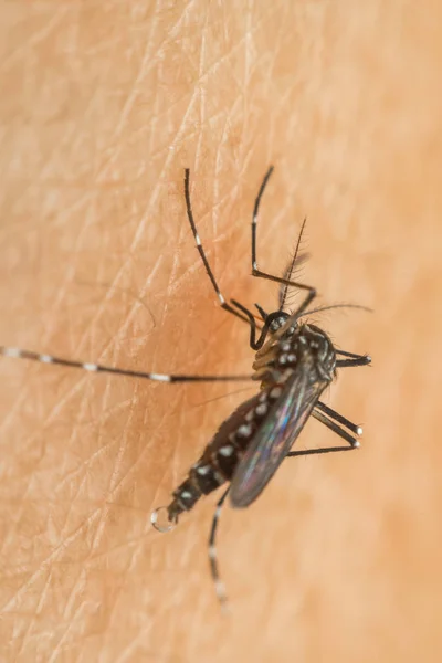 Macro de mosquito (Aedes aegypti) chupando sangre — Foto de Stock