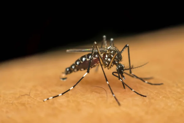 Kan emme makro sivrisinek (Aedes aegypti)