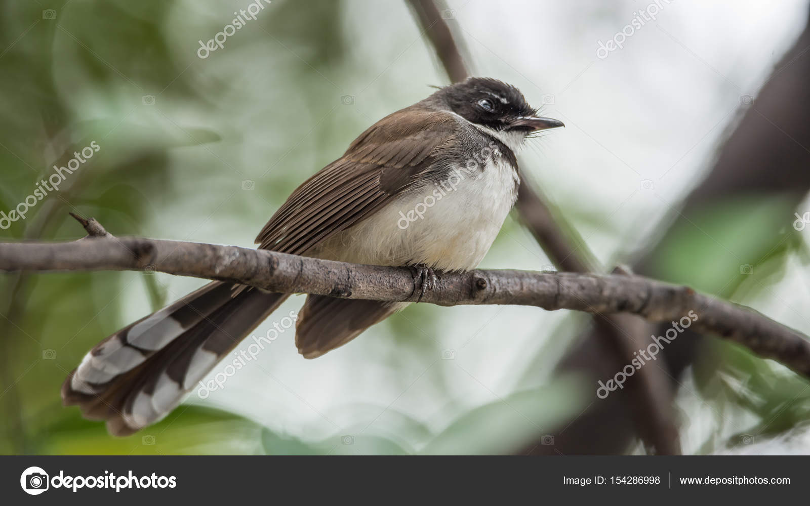 Oiseau Pied Fantail Moucherolle Sur Un Arbre