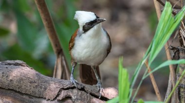 Bir vahşi doğada kuş (beyaz ibikli Laughingthrush)