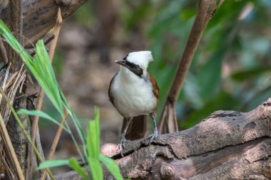 Bir vahşi doğada kuş (beyaz ibikli Laughingthrush)