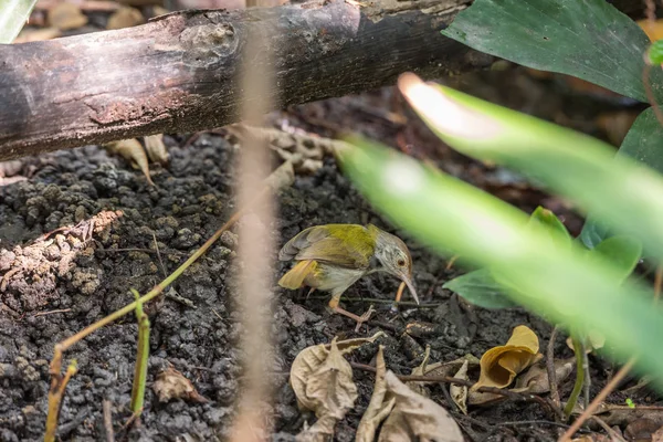 Pájaro (sastre de cuello oscuro) en estado salvaje —  Fotos de Stock