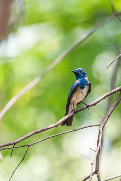 Pasăre (Blue-and-White Flycatcher) pe un copac — Fotografie, imagine de stoc