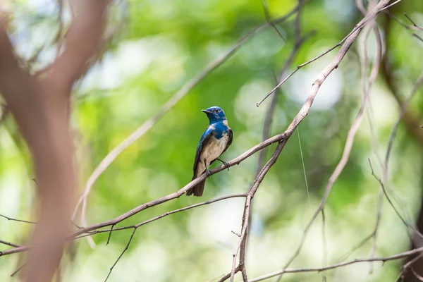 Oiseau (Moucherolle bleu et blanc) sur un arbre — Photo