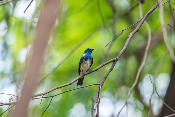 Pássaro (Flycatcher azul e branco) em uma árvore — Fotografia de Stock