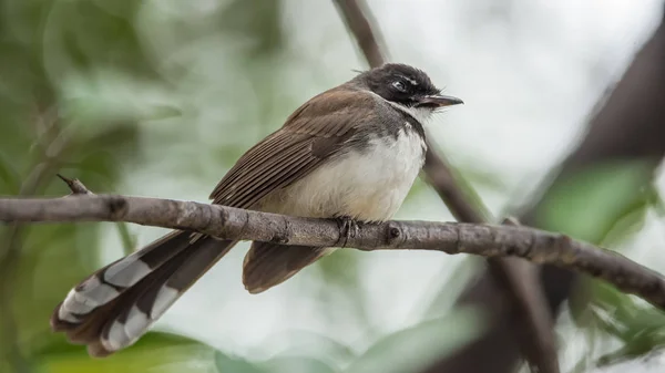 Vogel (pied fantail flycatcher) auf einem Baum — Stockfoto