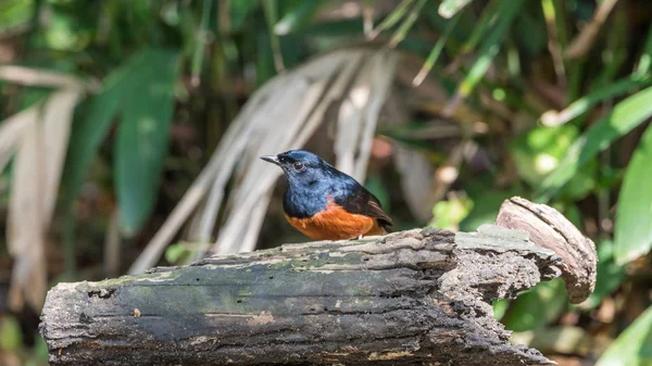 Pájaro (shama de cotorra blanca) en estado salvaje — Foto de Stock