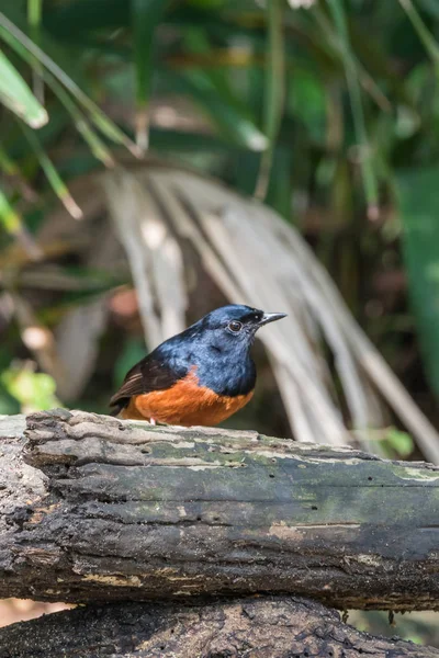 Bird (White-rumped shama) in a wild