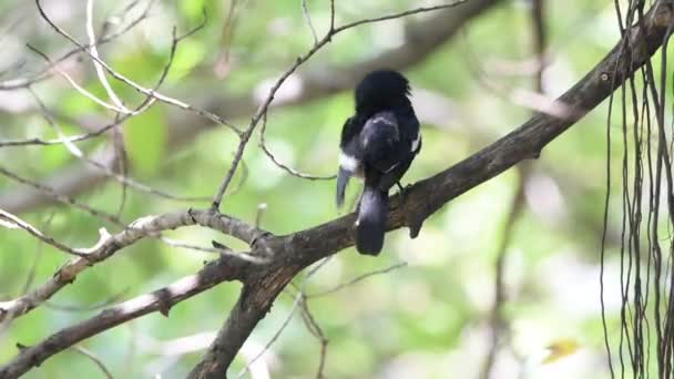 Fågel (orientaliska magpie-robin) på ett träd — Stockvideo