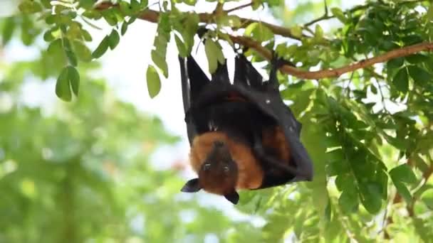 Bat (Flying fox) wiszące na drzewie — Wideo stockowe