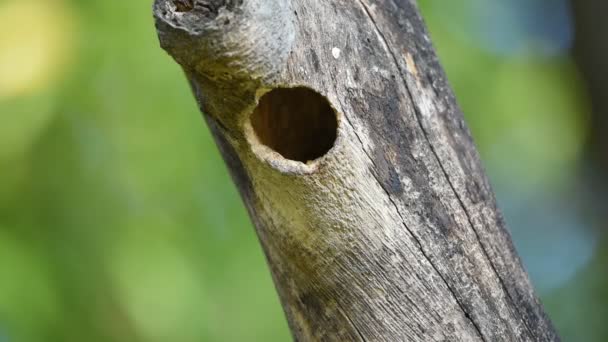 Pájaro (barbudo de cobre) en tronco hueco de árbol — Vídeos de Stock