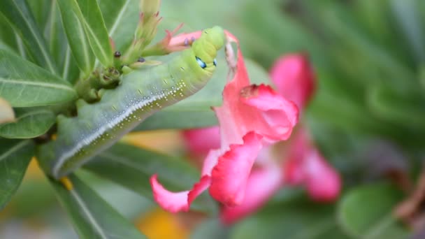 Nachtvlinder larven of rupsen eten bespotten Azalea bloem — Stockvideo