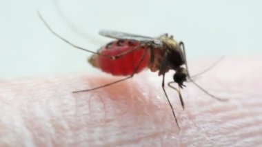 Kan emme makro sivrisinek (Aedes aegypti)