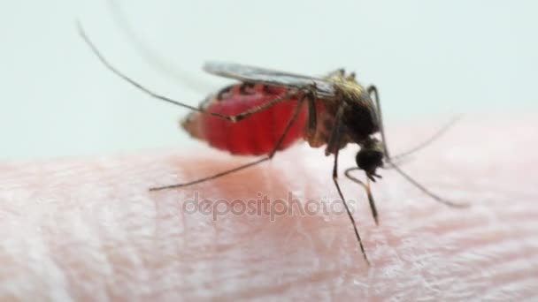 Makro der Mücke (aedes aegypti) beim Blutsaugen — Stockvideo