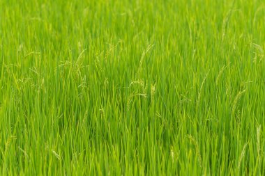 Pirinç çeltik sahada doğası