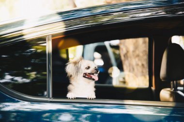 Köpek seyahat için bir araba beklemek içinde oturan çok şirin