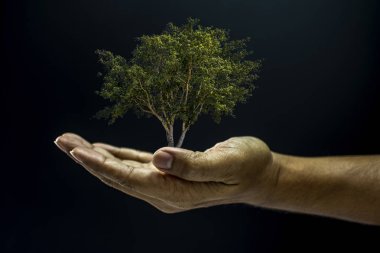 Ağacı tutan el.