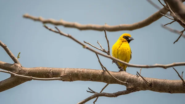 Птица (азиатский золотистый ткач) на дереве — стоковое фото
