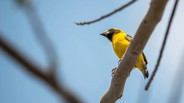 Bird (Asian golden weaver) on a tree — Stock Photo, Image