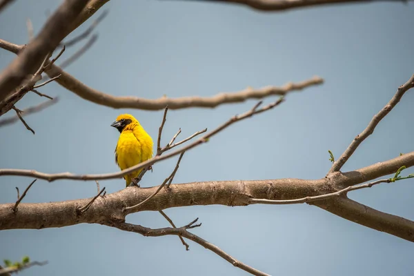 一棵树上的鸟 （亚洲金韦弗） — 图库照片