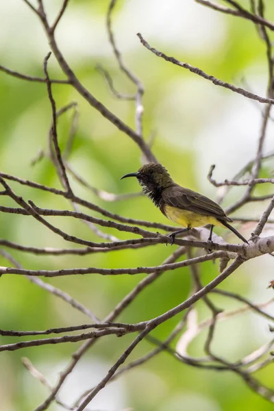 Fågel (Olive-backed sunbird) på ett träd — Stockfoto