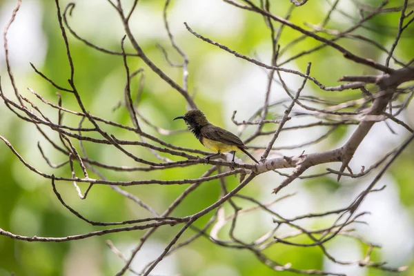 Ptak (oliwkowa sunbird) na drzewie — Zdjęcie stockowe
