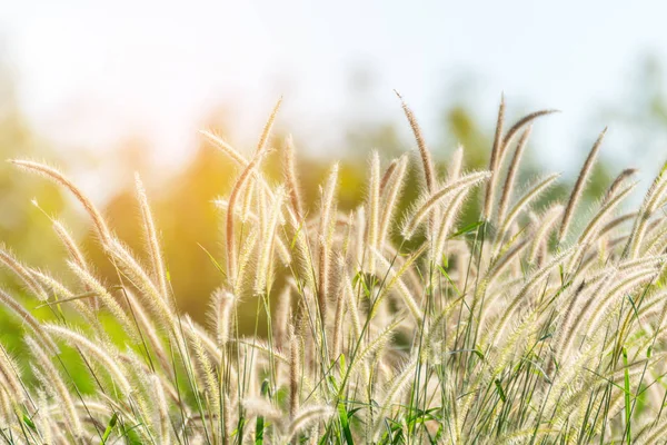 Natura del campo erboso e fiore d'erba — Foto Stock