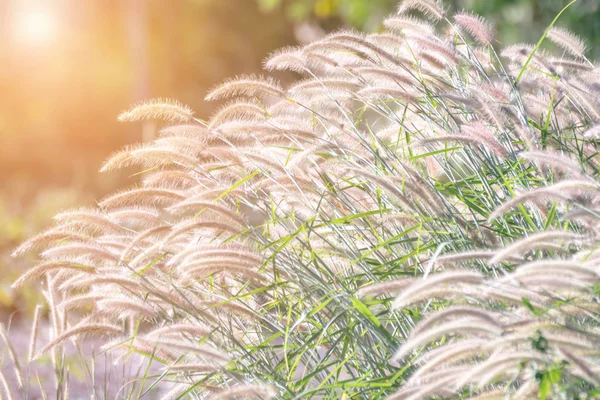 Aard van het grasveld en bloem van gras — Stockfoto