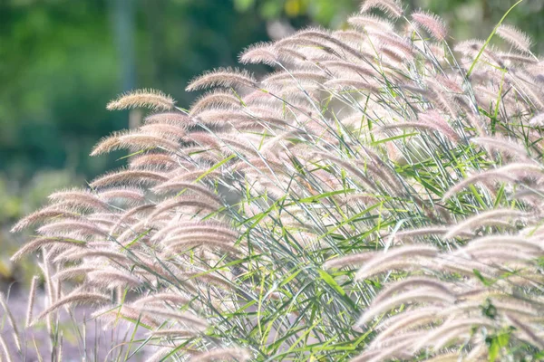 Aard van het grasveld en bloem van gras — Stockfoto