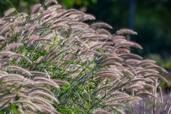 Природа травяного поля и травяного цветка — стоковое фото