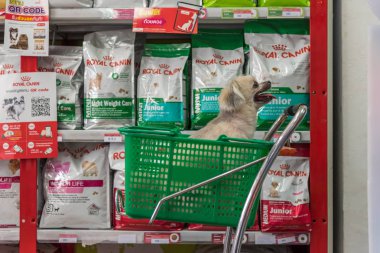 Çok şirin bir dakika bir evcil hayvan sahibi evde beslenen hayvan dükkanında köpek