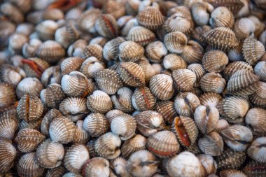 Taze çiğ deniz tarak istiridye deniz ürünleri Market