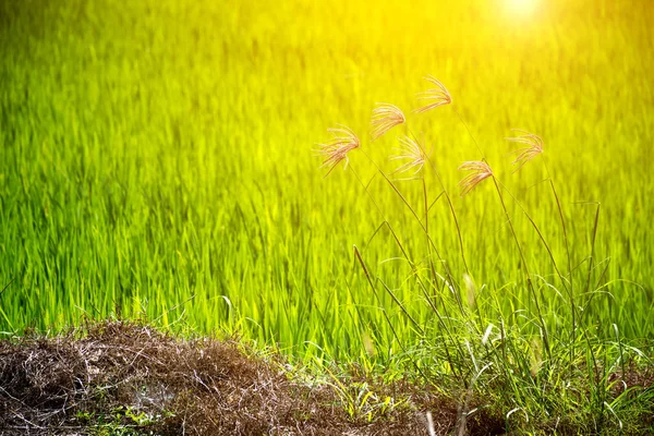 Fiore di erba e campo di riso verde — Foto Stock