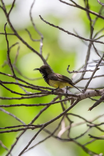 Pássaro (Olive-backed sunbird) em uma árvore — Fotografia de Stock