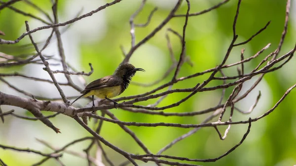 Oiseau (Olive-backed sunbird) sur un arbre — Photo