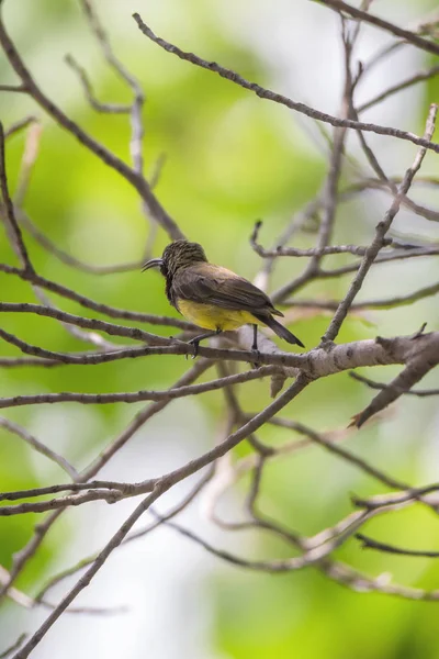 Pájaro (Girasol respaldado por olivo) en un árbol — Foto de Stock