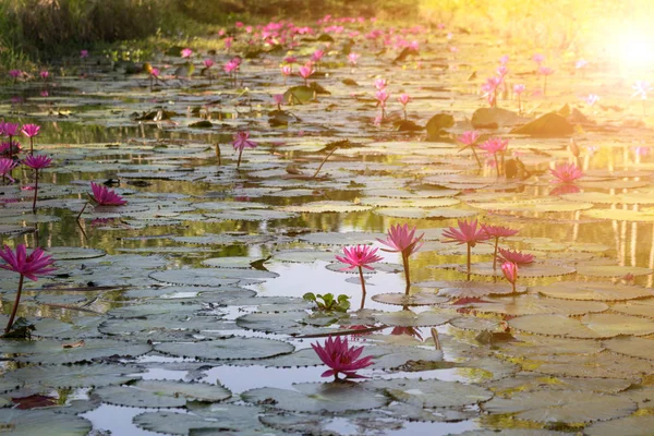 Fleur de lotus (Lotus ou Nelumbo ) — Photo