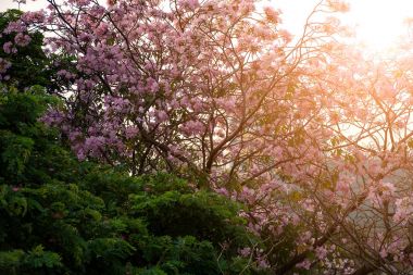 Çiçek (pembe trompet ağaç)