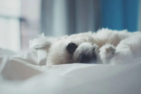 Dulce perro sueño se encuentra en una cama de velo blanco — Foto de Stock