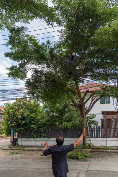 Couper un arbre pour plus de sécurité et de bon ordre — Photo