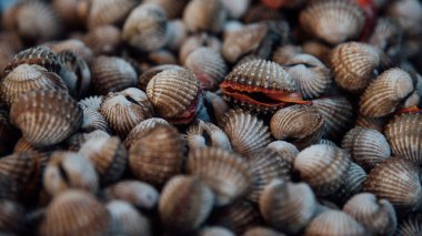 Taze çiğ deniz tarak istiridye deniz ürünleri Market