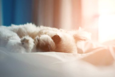 Tatlı köpek uyku beyaz peçe yatağa yatıyor
