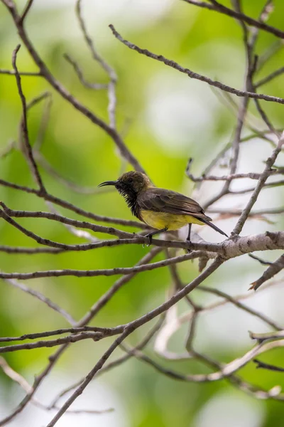 Pták (olivová couval doplňky) na stromě — Stock fotografie