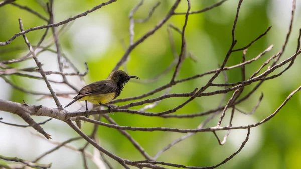 Fågel (Olive-backed sunbird) på ett träd — Stockfoto