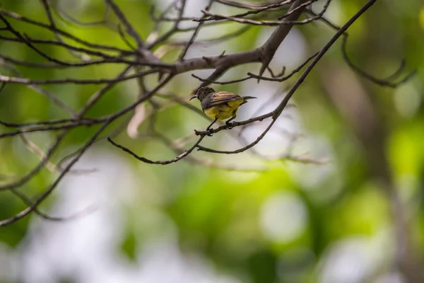 一棵树上的鸟 （橄榄支持太阳鸟） — 图库照片