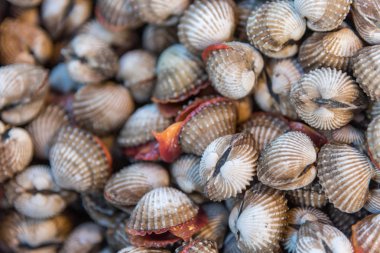 Taze çiğ deniz tarak istiridye deniz ürünleri Market