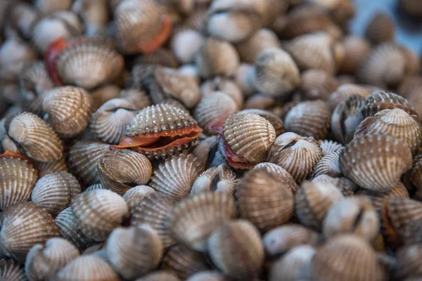 Cockles di mare crudo fresco vongole al mercato dei frutti di mare — Foto Stock