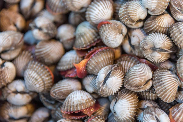 Amêijoas marinhas cruas frescas no mercado de frutos do mar — Fotografia de Stock